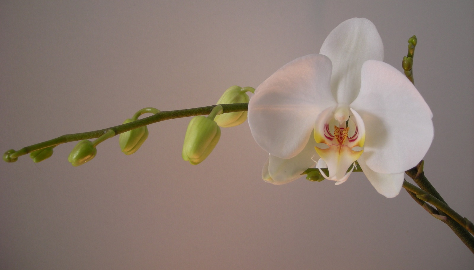How to Care for Phalaenopsis Orchid in Singapore