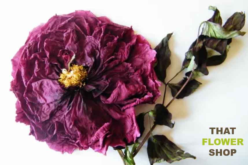 How To Dry Flowers: 7 Awesome Ways To Preserve a Bouquet