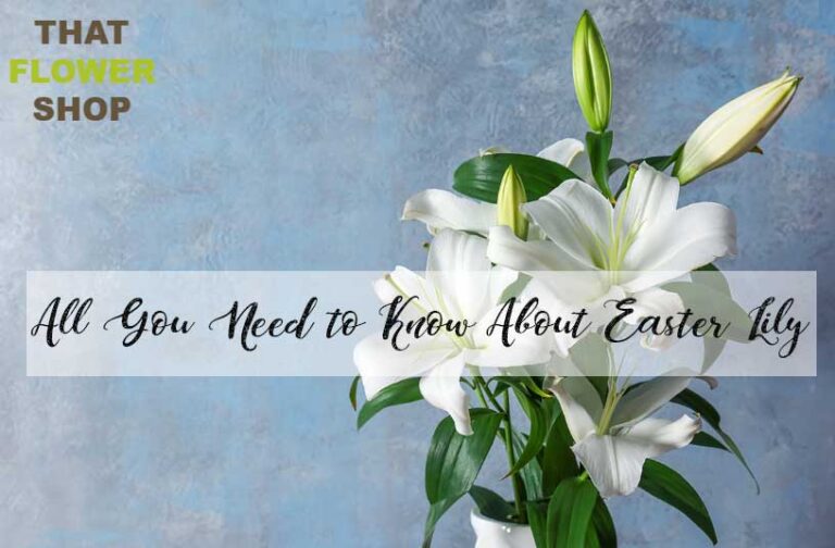 All You Need to Know About Easter Lily History of Easter Lily Facts