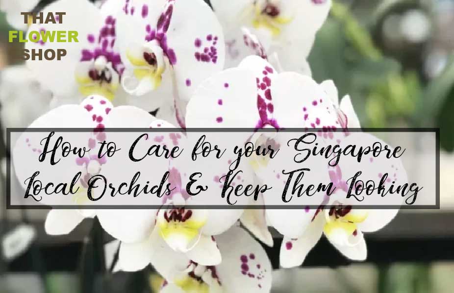 How to Care for your Singapore Local Orchids & Keep Them Looking Their Best? 