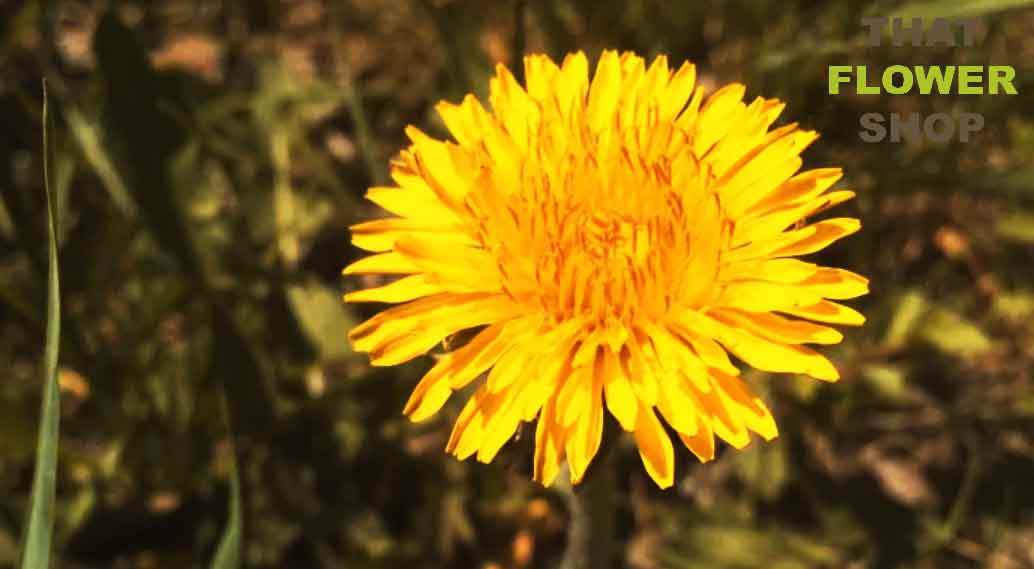 9 Types of Flowering Weeds You Want Know