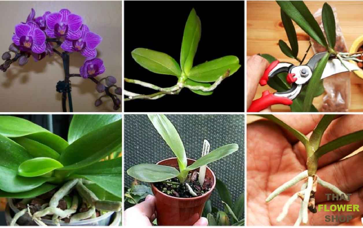 Do Orchids Need to Grow Back?
