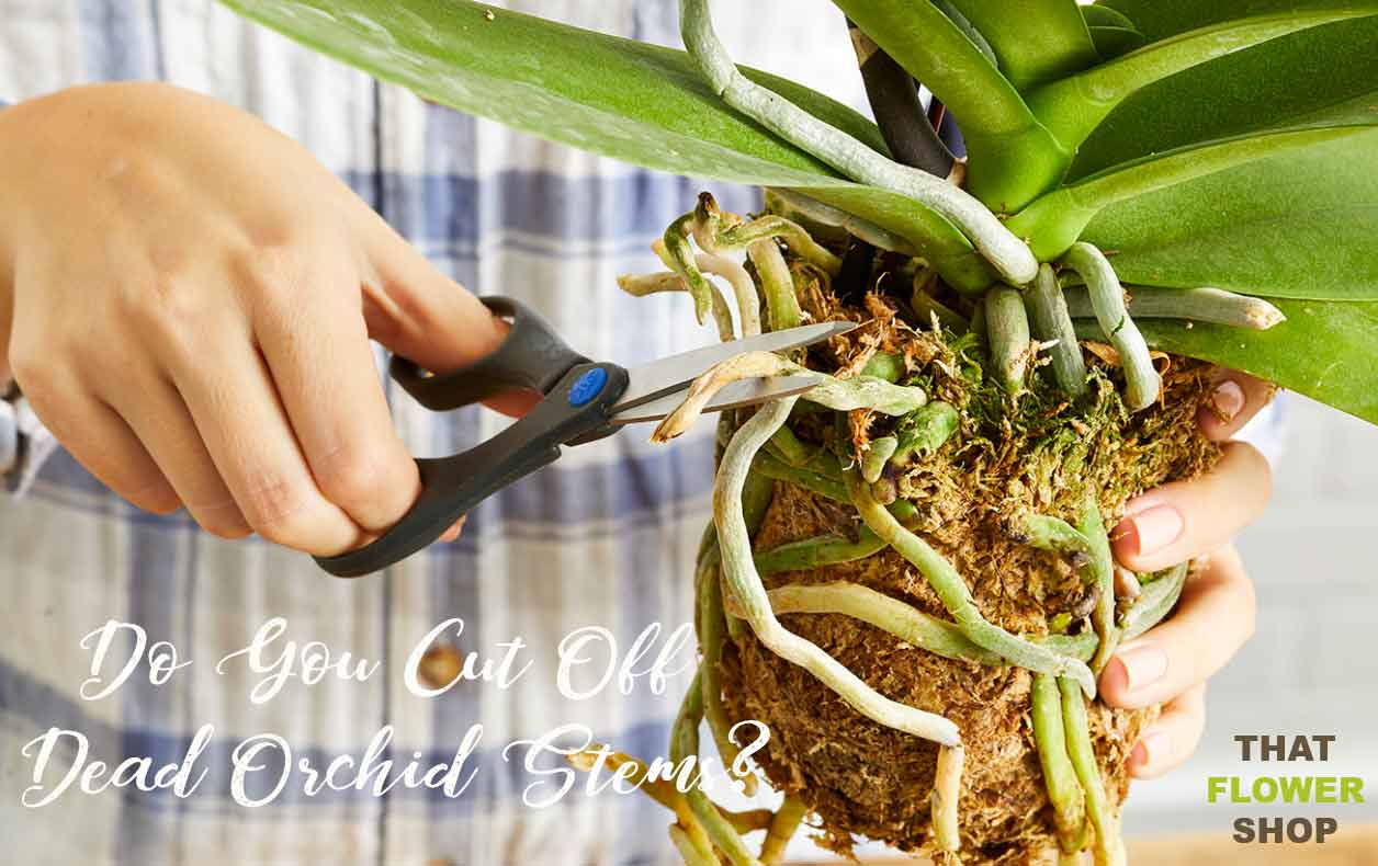 Do You Cut Off Dead Orchid Stems?