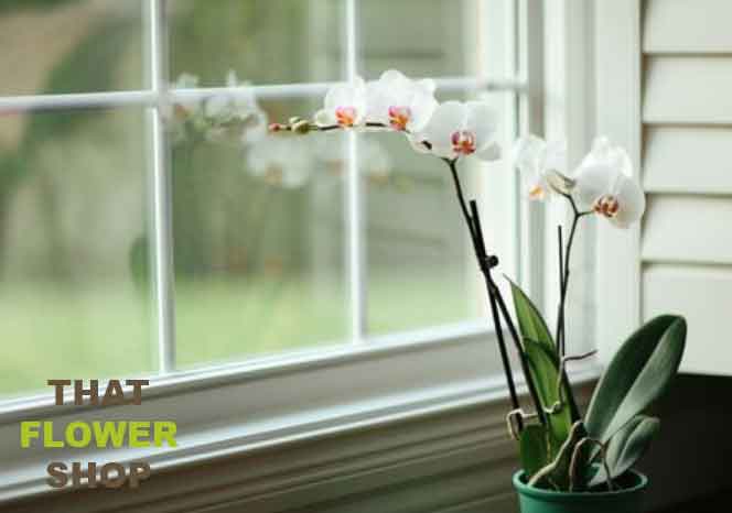 Can An Orchid Survive Without Leaves?