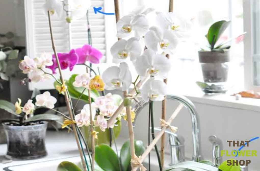 Do Orchids Need Soil?