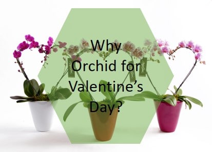 valentine's orchid flower gift