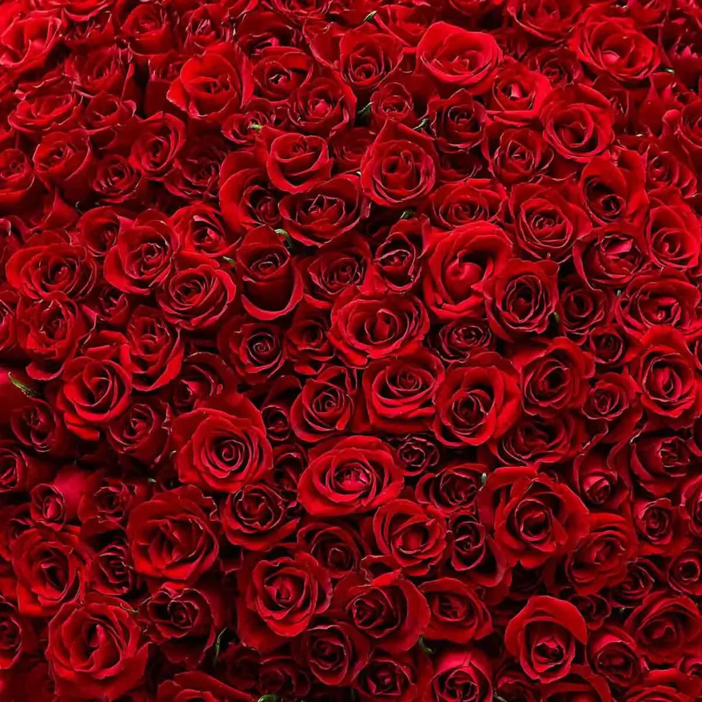 999 red rose arrangement