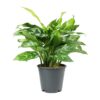 Chinese Evergreen plant Singapore