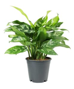 Chinese Evergreen plant Singapore
