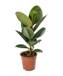 Ficus-elastica-Robusta-Rubber-Plant Plant Singapore
