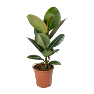 Ficus-elastica-Robusta-Rubber-Plant Plant Singapore