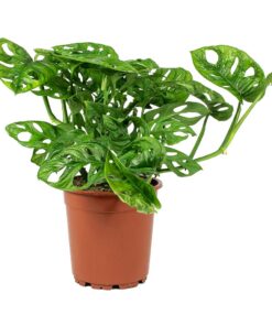 Monstera-Monkey-Mask Plant Singapore