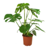 Monstera-deliciosa-Swiss-Cheese-Plant Singapore