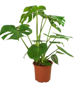 Monstera-deliciosa-Swiss-Cheese-Plant Singapore