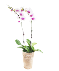 PHO-02 PHALAENOPSIS ORCHID