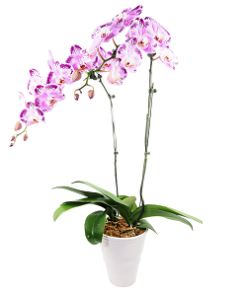 PHO-03 PHALAENOPSIS ORCHID