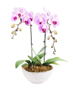 PHO-04 PHALAENOPSIS ORCHID