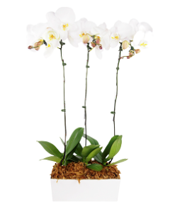 PHO-01 PHALAENOPSIS ORCHID
