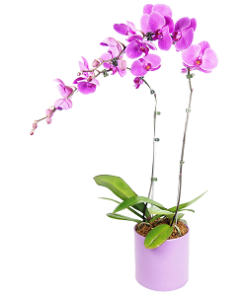 PHO-05 PHALAENOPSIS ORCHID