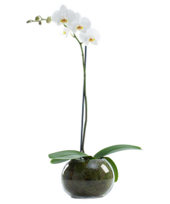 PHO-06 PHALAENOPSIS ORCHID