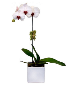 PHO-08 PHALAENOPSIS ORCHID