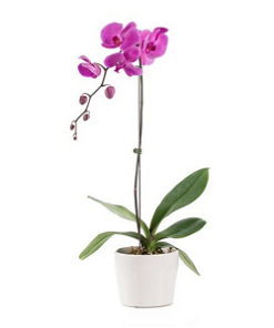 PHO-07 PHALAENOPSIS ORCHID