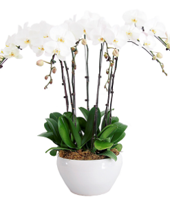 PHO-09 PHALAENOPSIS ORCHID