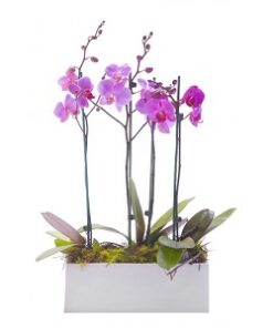 PHO-10 PHALAENOPSIS ORCHID