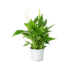 Peace-Lily Plant Singapore