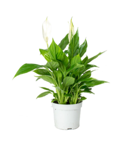 Peace-Lily Plant Singapore