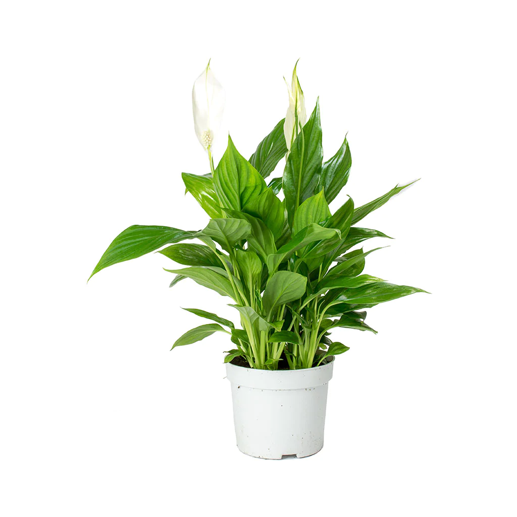 Peace-Lily Plant Singapore