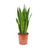 Sansevieria-Snake-Plant Singapore