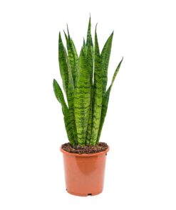 Sansevieria-Snake-Plant Singapore