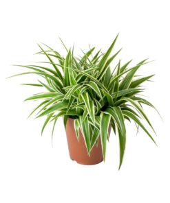 Spider-Plant Singapore