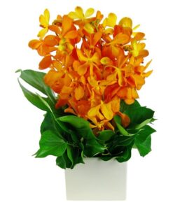 TA-27 Seaside Breeze