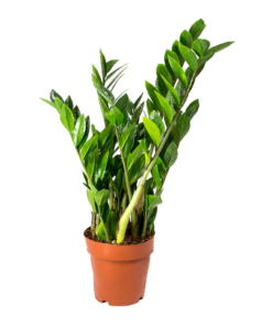 Zamioculcas-zamiifolia-ZZ-Plant Singapore