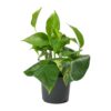 money plant golden pothos Plant Singapore