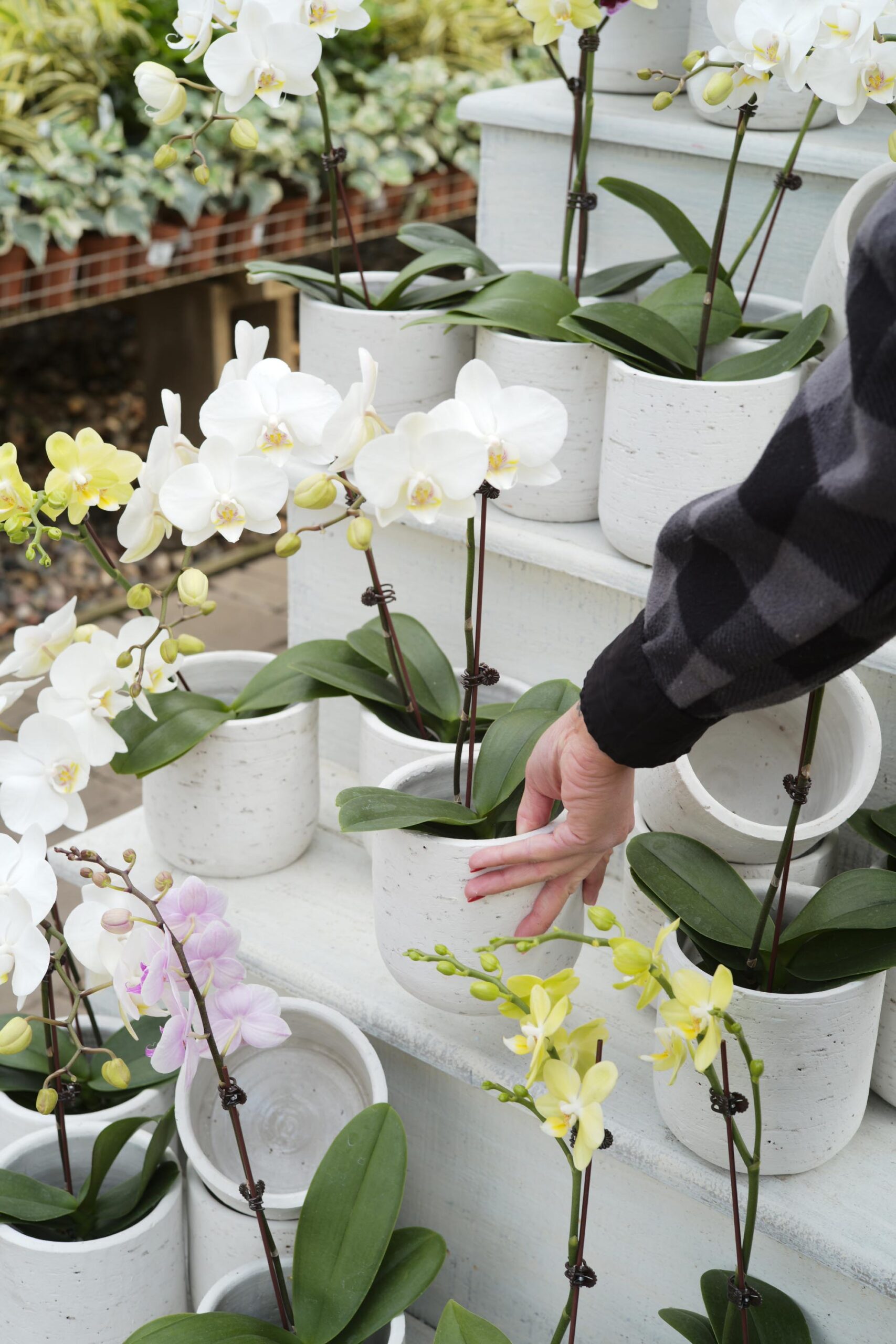 phalaenopsis orchid delivery in Singapore