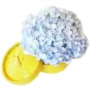 blue hydrangea dim sum flower box