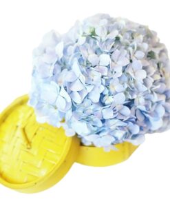 blue hydrangea dim sum flower box