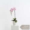 that flower shop orchid plant subscription delivery Singapore