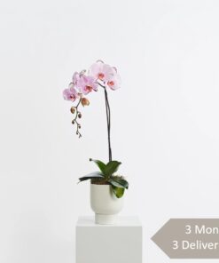 that flower shop orchid plant subscription delivery Singapore