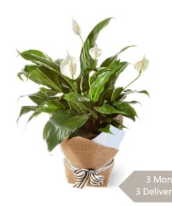 that flower shop plant subscription delivery Singapore