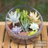 that flower shop succulent subscription delivery Singapore