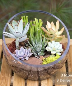 that flower shop succulent subscription delivery Singapore